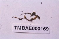 藏品(鳳尾苔屬)的圖片